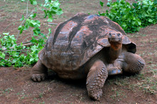 Extra Large Turtle