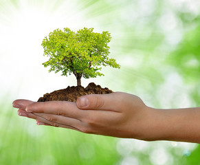 Tree in hands