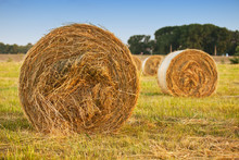 Round Bales Of Hay In The Field