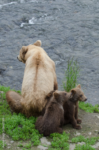 Fotoboard na płycie Niedźwiadki grizzly