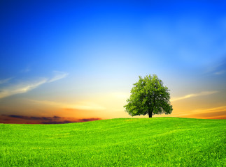 Poster - Green field at sunset