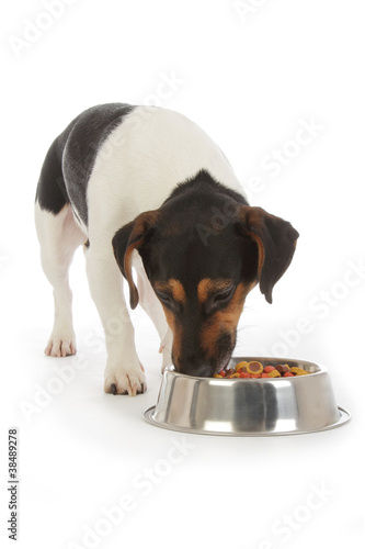 Láminas chien Jack Russel terrier mangeant croquettes