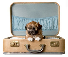 Brown Puppy In Vintage Suitcase