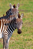 Fototapeta Konie - Zebras in the Maasai Mara National Park, Kenya