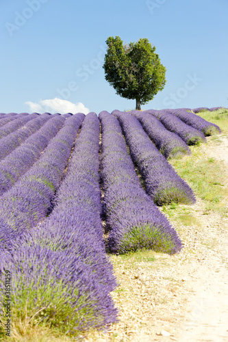 Tapeta ścienna Lawendowe pole, płaskowyż Valensole, Prowansja, Francja