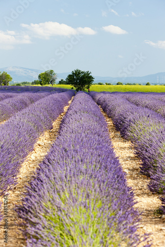 Tapeta ścienna Lawendowe pole, płaskowyż Valensole, Prowansja, Francja
