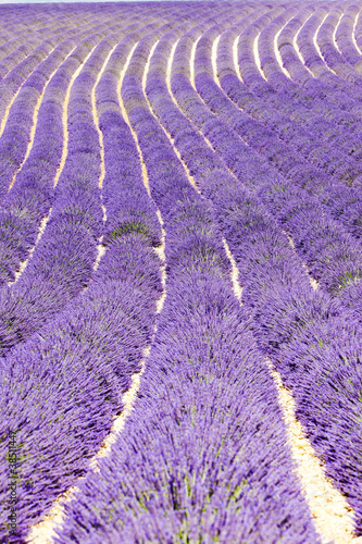 Tapeta ścienna Lawendowe pole, płaskowyż Valensole, Prowansja, Francja