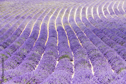 Naklejka samoprzylepna Lawendowe pole, płaskowyż Valensole, Prowansja, Francja