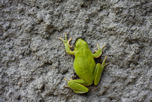 Green Frog On Stone Texture
