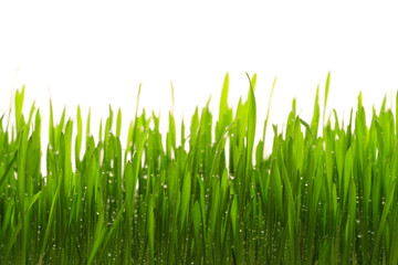 Wall Mural - grass over white background