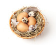 © Africa Studio - chicken and quail eggs in a nest isolated on white