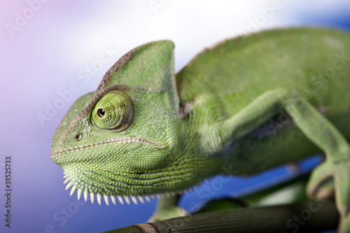 Naklejka samoprzylepna Zielony kameleon na kwiat