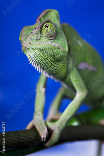 Naklejka samoprzylepna Zielony kameleon na kwiat