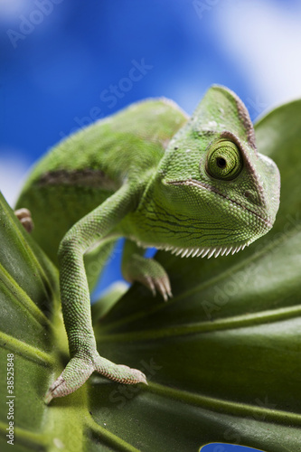 Naklejka samoprzylepna Zielony kameleon na liściu