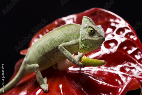 Naklejka samoprzylepna Zielony kameleon na kwiat