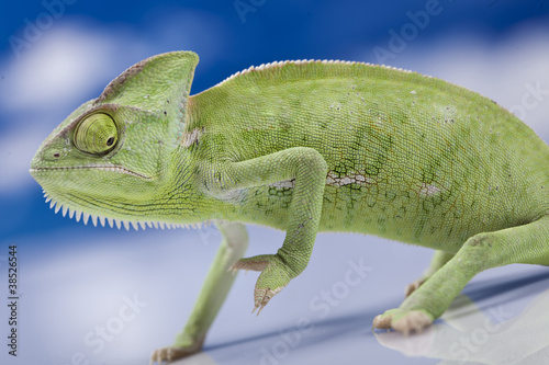 Naklejka samoprzylepna Zielony kameleon