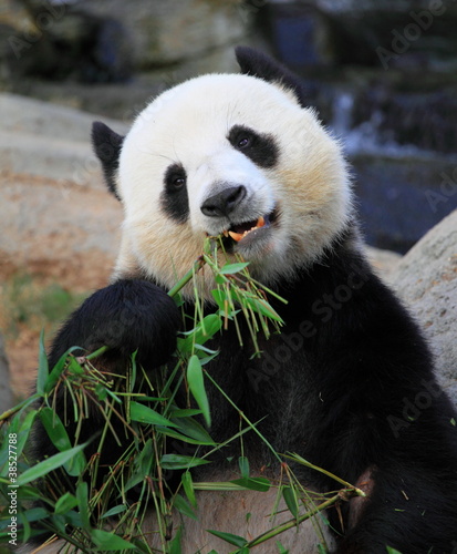 Board z aluminiowym obramowaniem Gigantyczne panda jedzenie bambusowe liście w hong Kongu ocean parku