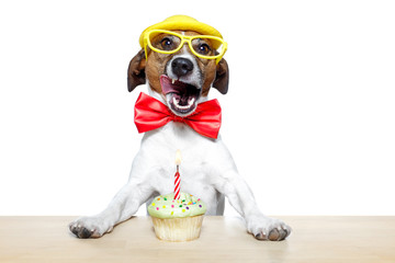 Poster - dog with birthday cupcake