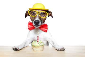 Poster - dog with birthday cupcake