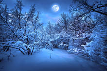 Moonlight Night In Winter Wood