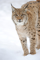 Lynx in winter