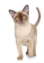 Burmese Cat On A White Background