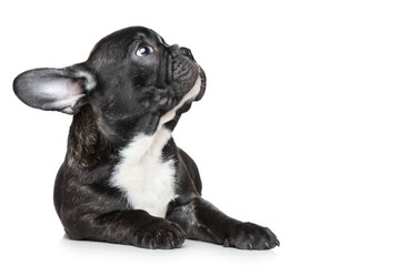 Canvas Print - French bulldog puppy looking up