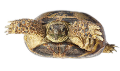 Sticker - tortoise isolated on white background