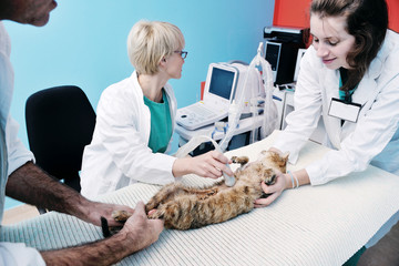 Wall Mural - veterinarian and assistant in a small animal clinic