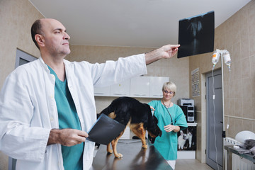 Wall Mural - veterinarian and assistant in a small animal clinic