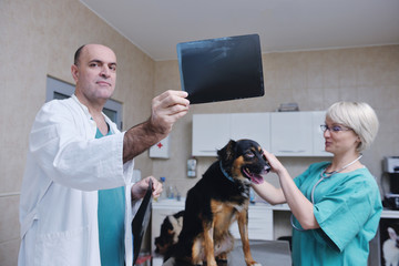 Wall Mural - veterinarian and assistant in a small animal clinic