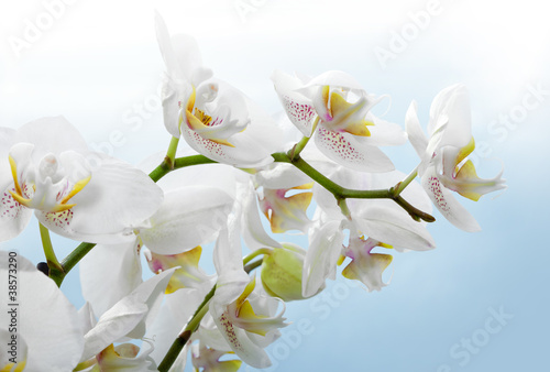 Obraz na płótnie canvas Piękny kwiat orchidei, phalaenopsis
