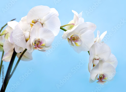 Obraz na płótnie canvas czteroczęściowy "tetraptyk" Piękny kwiat orchidei, phalaenopsis