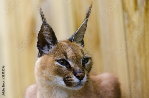 Board z aluminiowym obramowaniem Caracal african wild cat