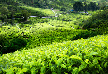 Wall Mural - Tea plantation Cameron highlands, Malaysia