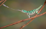 Fototapeta Zwierzęta - Chameleon shoots out tongue