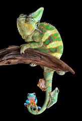 Wall Mural - Chameleon with frog friends