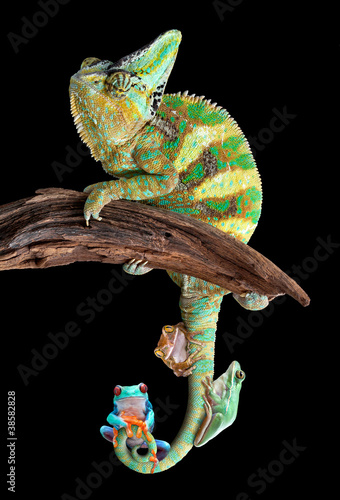 Naklejka samoprzylepna Kameleon z przyjaciółmi żab