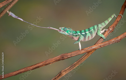 Naklejka samoprzylepna Kameleon wystrzeliwuje język