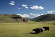 Yacks, Mongolie