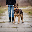 © lightpoet - Master and her obedient (German shepherd) dog