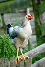 Free Range Outdoor Raised Chicken