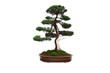 Miniature bonsai tree on white