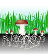 mushrooms and vegetation. Reproduction fungus Mycelium and spore
