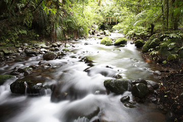 Canvas Print - Stream