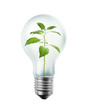 Plant inside a bulb