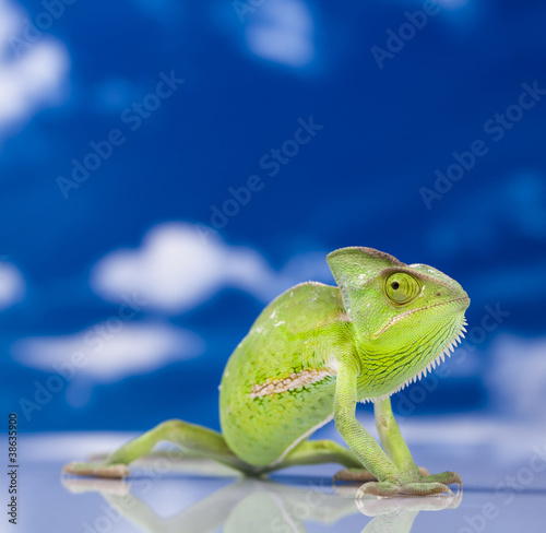 Naklejka samoprzylepna Kameleon na niebieskim niebie