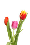Fototapeta Tulipany - Three tulips