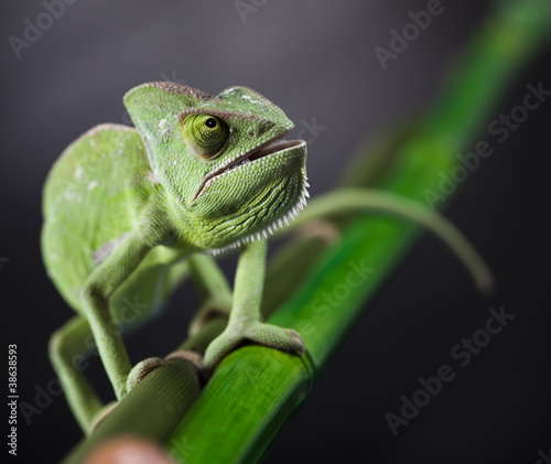 Naklejka samoprzylepna Smok, zielony kameleon
