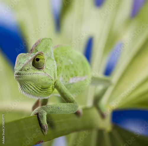 Naklejka samoprzylepna Kameleon na liściu